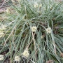 Viksva (Carex conica)  'Snowline'